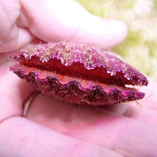 Purple Painted Scallop (Gloripallium sp.)