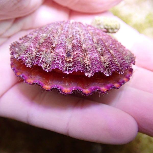 Purple Painted Scallop (Gloripallium sp.)