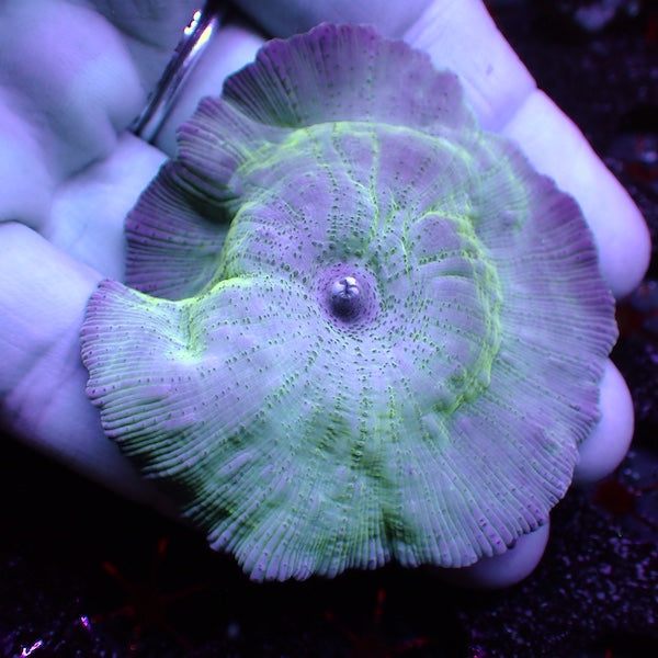 Turquoise Mushroom Polyp