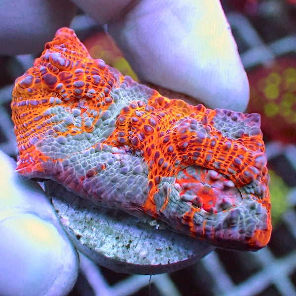 WYSIWYG 201 Orange Swirl Chalice