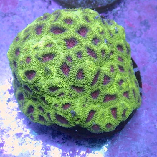 WYSIWYG 26 Christmas Favia Colony