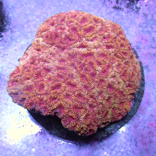 WYSIWYG 67 Red & Gold Favia Colony