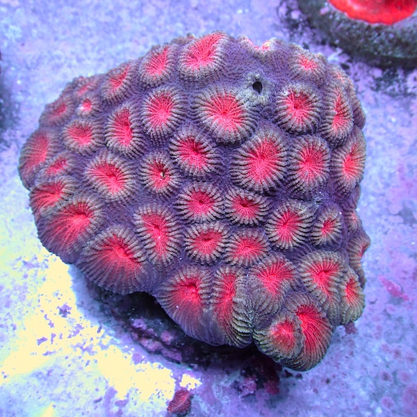 WYSIWYG 23 Purple/Red Favia Colonyc
