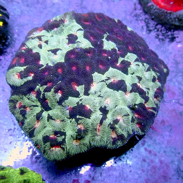 WYSIWYG 22 Green Marble Favia Colony