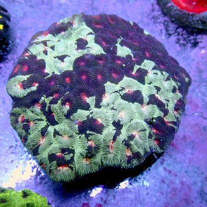 WYSIWYG 22 Green Marble Favia Colony