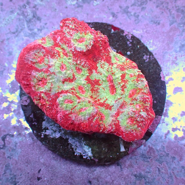 WYSIWYG 190 Chalice Colony