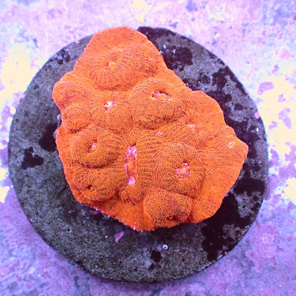 WYSIWYG 303 Chalice Colony