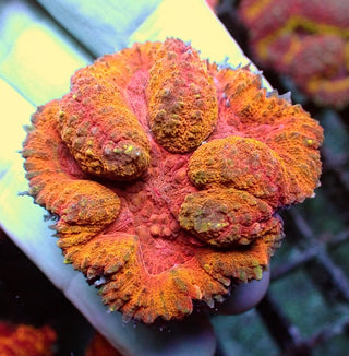 WYSIWYG 381 Orange/Red Symphyllia