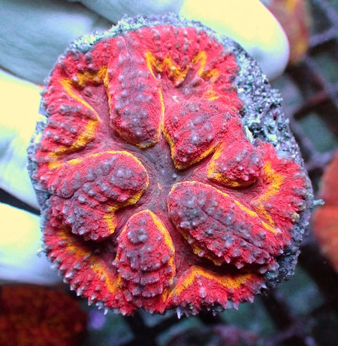 WYSIWYG 379 Red/Yellow Symphyllia