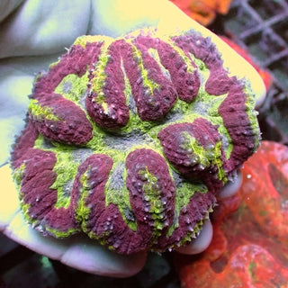 WYSIWYG 386 Green/Red Symphyllia