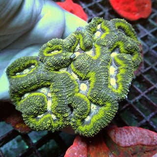 WYSIWYG 383 Green Eye Symphyllia