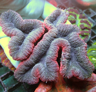 WYSIWYG 382 Pink/Blue Lobophyllia
