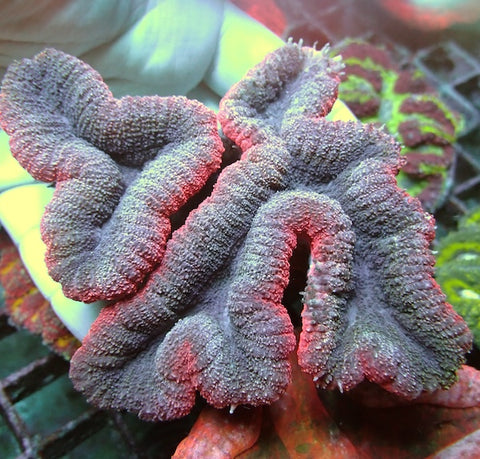 WYSIWYG 382 Pink/Blue Lobophyllia