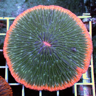 WYSIWYG 14 Orange Halo Plate Coral LG