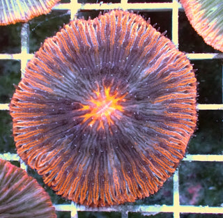 WYSIWYG 319 Orange Halo Plate Coral