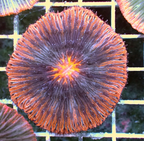 WYSIWYG 319 Orange Halo Plate Coral