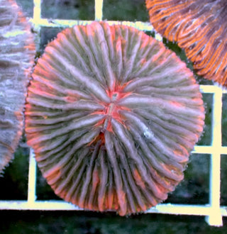 WYSIWYG 327 Orange Rim Plate Coral