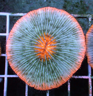 WYSIWYG 3 Plate Coral