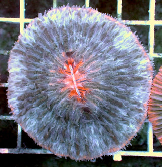 WYSIWYG 16 Orange Mouth Plate Coral