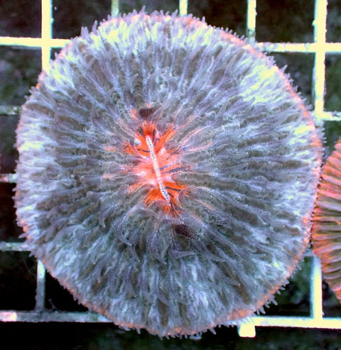 WYSIWYG 16 Orange Mouth Plate Coral