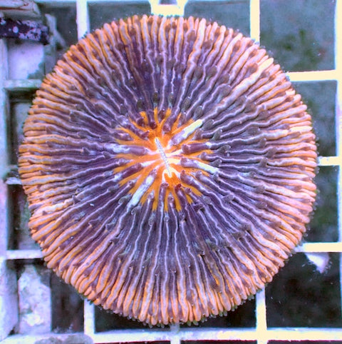 WYSIWYG 2 Orange Halo Plate Coral