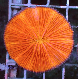 WYSIWYG 1 Fluoro Orange Plate Coral