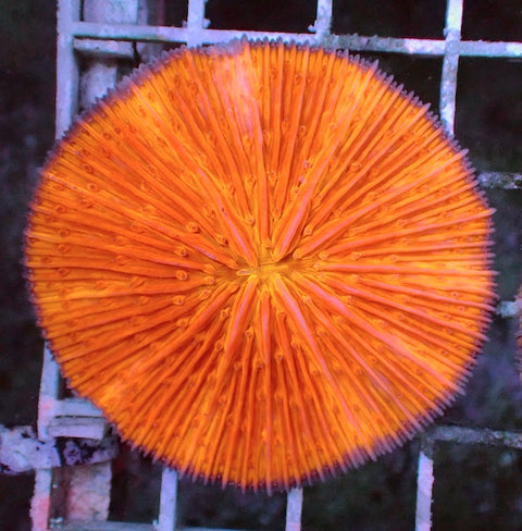WYSIWYG 1 Fluoro Orange Plate Coral