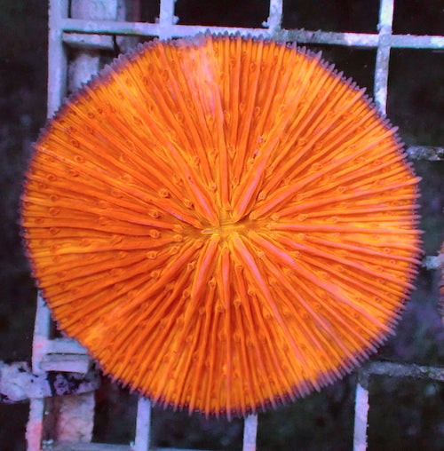 WYSIWYG 1 Fluoro Orange Plate Coral