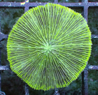 WYSIWYG 7 Fluoro Green Plate Coral