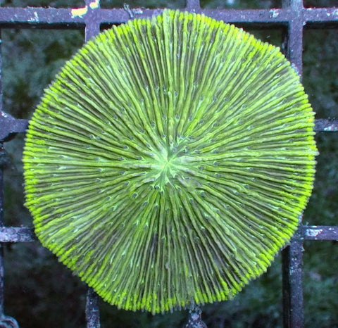 WYSIWYG 7 Fluoro Green Plate Coral
