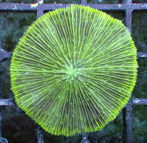WYSIWYG 7 Fluoro Green Plate Coral