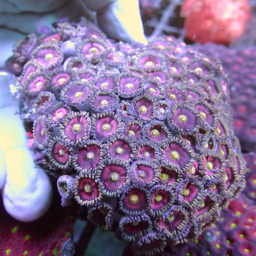 WYSIWYG 358 Cats Eye Zoa Colony
