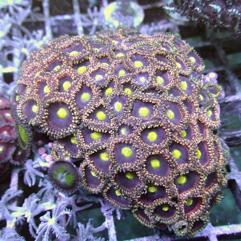 WYSIWYG 359 Mary Jane Zoa Colony