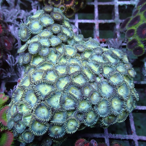 WYSIWYG 360 Mint Green/Lemon Zoa Colony