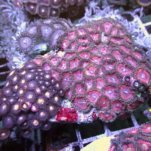 WYSIWYG 361 Pink Zoa Garden