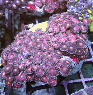 WYSIWYG 362 Pink Zoa Colony