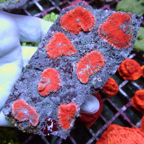 WYSIWYG 135 Superman Rhodactis Mushroom Colony