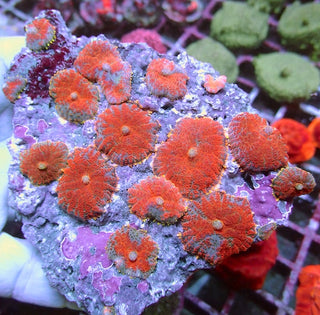 WYSIWYG 134 Superman Rhodactis Mushroom Colony