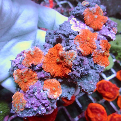 WYSIWYG 133 Superman Rhodactis Mushroom Colony