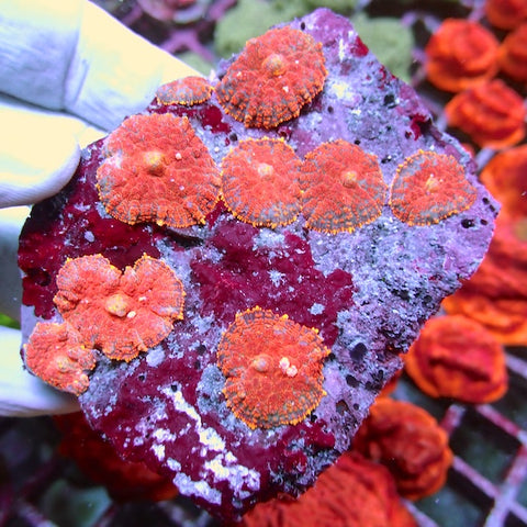 WYSIWYG 7 Superman Rhodactis Mushroom Colony