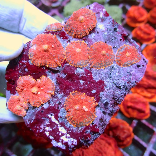 WYSIWYG 7 Superman Rhodactis Mushroom Colony