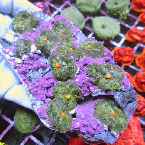 WYSIWYG 166 Yellow Mouth Rhodactis Mushroom Colony