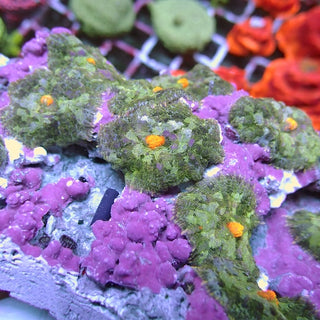 WYSIWYG 166 Yellow Mouth Rhodactis Mushroom Colony