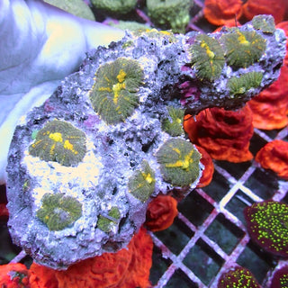 WYSIWYG 165 Yellow Fleck Rhodactis Mushroom Colony