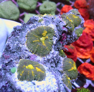 WYSIWYG 165 Yellow Fleck Rhodactis Mushroom Colony