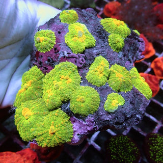 WYSIWYG 145 Emerald Green Rhodactis Mushroom Colony