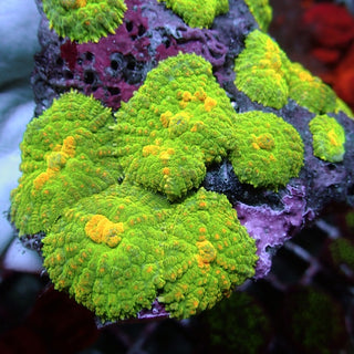 WYSIWYG 145 Emerald Green Rhodactis Mushroom Colony