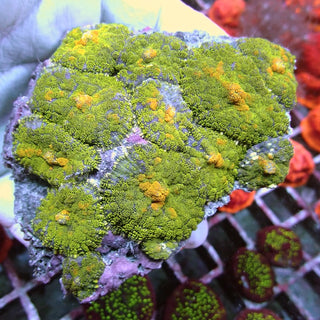WYSIWYG 12 Green Glitter Rhodactis Mushroom Colony