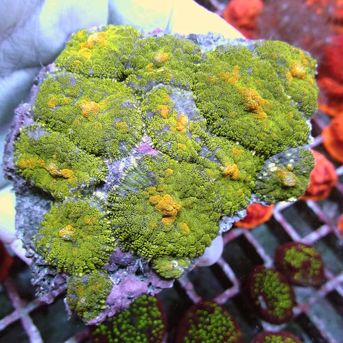 WYSIWYG 12 Green Glitter Rhodactis Mushroom Colony