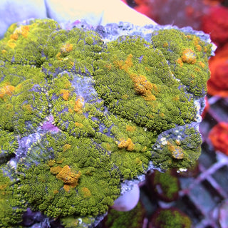 WYSIWYG 12 Green Glitter Rhodactis Mushroom Colony